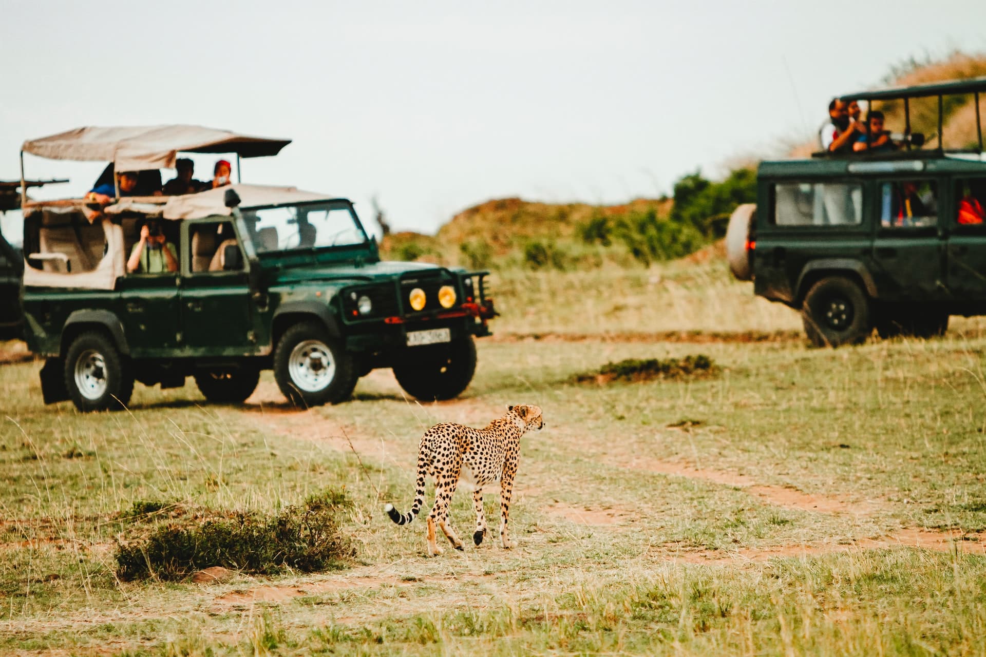 4 tips der hjælper dig med at få det meste ud af din safari i Afrika