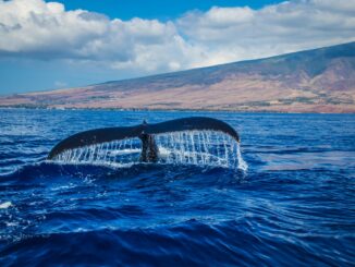 pexels daniel ross 804181 scaled 326x245 - Kom tæt på havets giganter på hvalsafari på Island