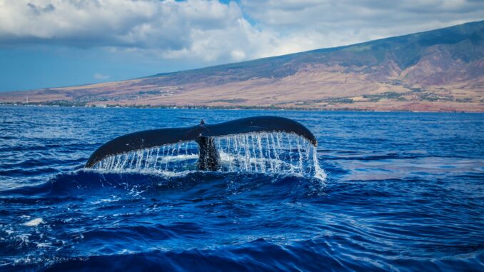 pexels daniel ross 804181 scaled 678x381 - Kom tæt på havets giganter på hvalsafari på Island